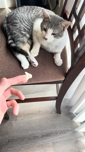 cat eating popcorn asmr