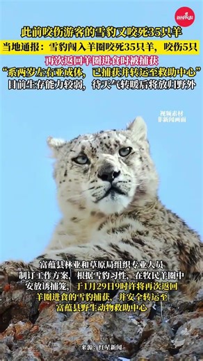 咬伤游客雪豹又咬死35只羊 “系两岁左右亚成体，已捕获并转运至救助中心” 初判同咬伤滑雪游客的为同一只 #雪豹 #咬伤游客的雪豹又咬死35只羊