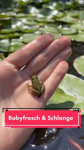 Babyfrosch und Ringelnatter am Teich