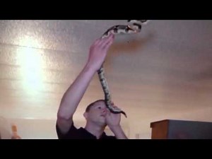 FUNNY, CRAZY, STUPID RELIGIOUS SNAKE HANDLERS, TEST THEIR FAITH AND DIE