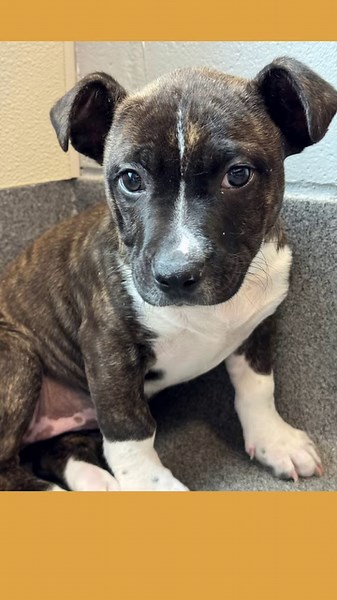 4.7K views · 76 reactions | UPDATE: Transferred to Peyton's Safe Haven Our February Pet of the Month may be timid, but like Courage the Cowardly Dog, she's brave enough to do anything for her family once she finds a home! Apply to adopt this pup today at https://bit.ly/3Uh9LuU.  | Tyler, Texas Animal Control and Shelter | Facebook