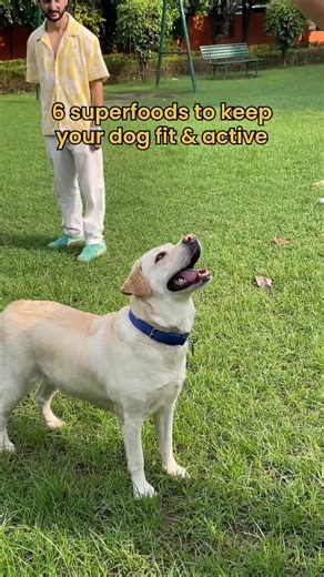 Here are 6 foods eaten by India’s healthiest dogs 👇 🥩 1. High-Quality Animal Protein (Eggs, Chicken, Turkey, Mutton, or Fish) • Essential for energy metabolism, muscle repair, and sustained stamina. • Fish (like sardines or salmon) adds omega-3s, which improve joint mobility and reduce inflammation. 🩺 Vet note: Protein should make up at least 25–30% of calories for active dogs. 🍠 2. Complex Carbohydrates (Sweet Potato, Brown Rice, Oats, or Quinoa) • Slow-release carbs = long-lasting energy w