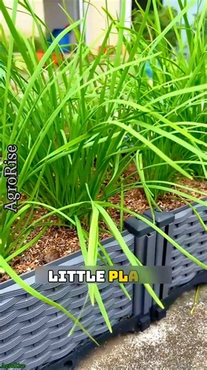 Never Plant Chives Without Doing This First! ✂️ #shorts