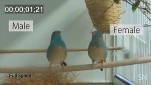 1.1K reactions · 411 shares | While other bird species have been know...