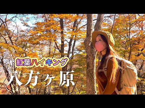【4K映像】八方ヶ原 紅葉ハイキング【大間々〜ミツモチ山〜八海山神社】