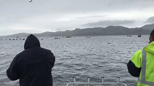 5.6K views · 80 reactions | Same thing today, nice snapper and gannet workups | Ultimate Charters New Zealand | Facebook