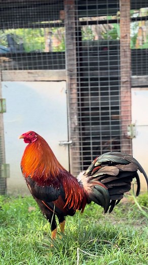 Filipino Chicken Sweater Crafting Ideas