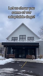 Huntley,IL. Let us show you some of our adoptable dogs — each one hoping to be seen, chosen, and loved. 🐾🤍 Your future best friend might be waiting right here. #AdoptDontShop #AdoptableDogs #ShelterDogs #ForeverHomeNeeded #rescuelove | Animal House Shelter