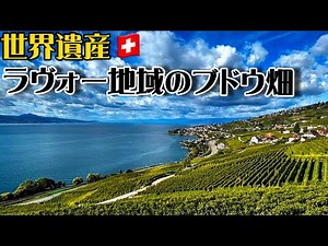 【世界遺産巡り#112】一面に広がるブドウ畑!レマン湖の湖岸に広がる千年の時を刻む文化的景観とは!