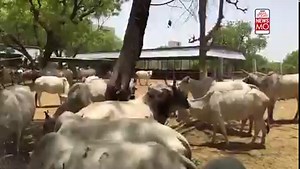 46K views · 1K reactions | Agricultural scientists of Kuwait have found cow dung to be very beneficial in date palm cultivation. After this, Kuwait has decided to import cow dung from India. Earlier, Kuwait had requested India to send wheat in the midst of the Global Food Crisis. #CowDung #Kuwait #India #DatePalm #Cultivation #NewsMo | India Today | Facebook