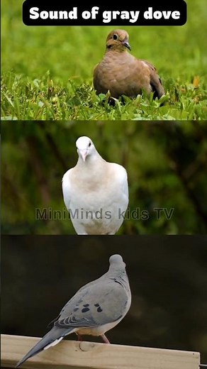 Dove Bird Sound for Kids | Learn Animal Sounds 🕊️ | MiniMinds Kids TV