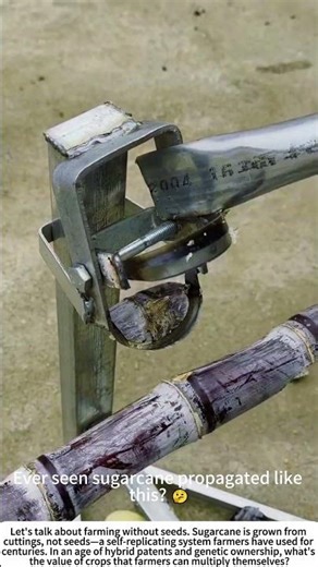 Cutting the Future: Preparing Sugarcane Sets with a Ring Cutter 🔪🌾