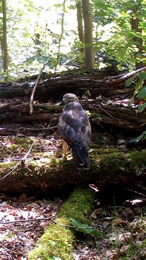 3.7K views · 433 reactions | Common buzzard on a beautiful day ☀️ although they are 'common', I really like these birds of prey. Their color varies a lot. This one is a darker individual but they can also have a lot of white feathers. #birds #birdsofprey #nature #wildlife #forest | Once Upon a Forest | Facebook