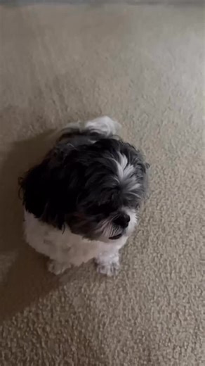 Is it an oversimplification? 👀 Yes. 😂 But I’m not going to type out an essay to further explain that training your dog isn’t always obvious cues and tricks. Sometimes, just existing among distractions and remaining calm is enough of training for your goals. • • • • • #dogtraining #dogtrainer #dogsofinstagram #pawfectpartner #dogtrainernj #dogtrainingtips #dogsofnj #dogtrainerlife #dogbehavior #shihtzu #lifewithdogs #dogsofinsta #oceancountynj #nj | Pawfect Partner LLC