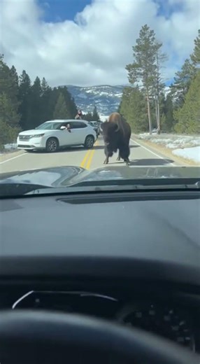 Bison Suddenly Charges Our Car in Yellowstone! #wildlife #animals