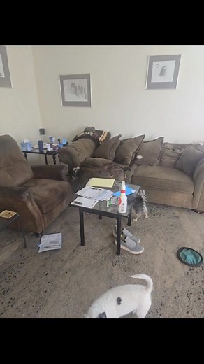 Well this just happened. This is my neighbor's dog turtle. I looked at the front door and there he was, so I opened up the door and he came in. This is the video I sent to his mom. | Patrick Patton