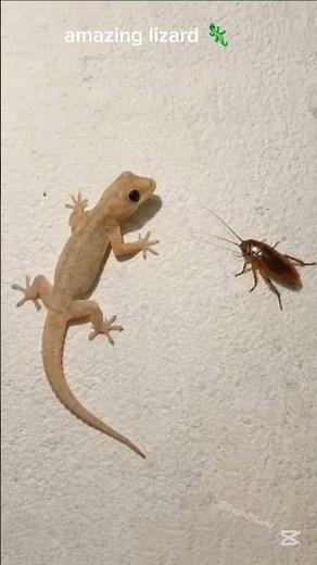 amazing lizard 🦎 sounds