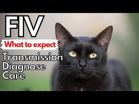 FIV in the Cat. Dr. Dan covers transmission, diagnosis and care.
