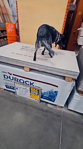 8.6K views · 298 reactions |  Meet Jax, the Blue Heeler who is absolutely crushing his off leash obedience training with the help of trainer Whitney!  His focus and discipline are on point, making him a true star pupil. Keep up the amazing work, Jax!  #offleashobedience #dogtraining #proudtrainer #blueheeler #Cincinnati #OffLeashK9Training #FYP | Cincinnati Dog Trainers- Off Leash K9 Training | Facebook