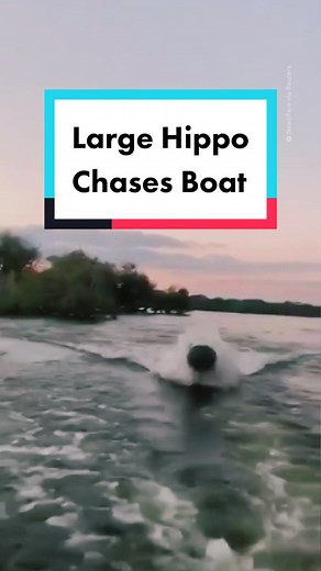 Hippo Chases Boat: An Unexpected Encounter in Uganda
