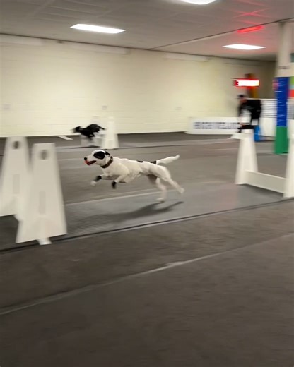 Dogs Speed Running