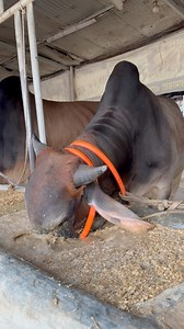The bull is having a lot of fun eating food with his nose and mouth submerged #bulls #eating #breakfast #morningroutine #fypviralシ #reelsfypシ #fypageシ #viralvideo | TAUHIDUR RAHMAN