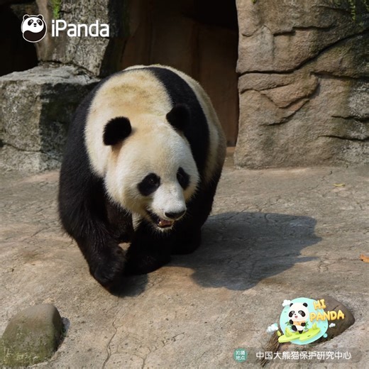 Q: How fast can an adult giant panda run? #panda 🧐🧐🧐 Normally, an adult giant panda can run at speeds of up to 40 kilometers per hour, which is equivalent to 11.11 meters per second. In the wild, when in danger, their running speed through mountainous forests can even reach 50 kilometers per hour (13.88 meters per second), comparable to the speeds of wolves and wild boars. However, during daily activities, giant pandas typically move at a walking pace of 5 to 10 kilometers per hour (1.11 to 2