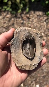 34K views · 1K reactions | Fossilized odontochile trilobite from 400 million year old rocks of North Africa Copyright © goldbugsofficial #Geology #GeologyPage #Fossil #trilobite | Geology Page | Facebook