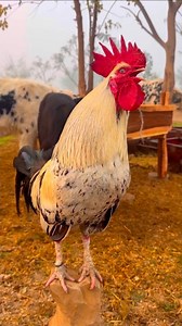 adorable roosters crowing different sounds effects in village morning | Wild BIRDS