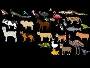 The kids picture show Hd ARGENTINA ANIMALS LIKE BIRDS FARM ANIMALS jungle AND MORE ALL THEN