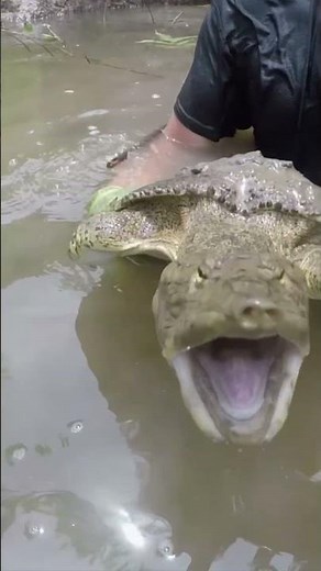 Noodling a Softshell Turtle in Oklahoma! Catching Turtles by Hand! #turtleman