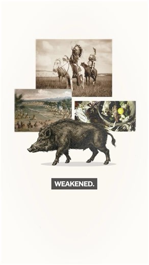 How Pigs Helped Colonize the Americas