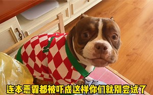 恶霸犬最害怕的到底是什么