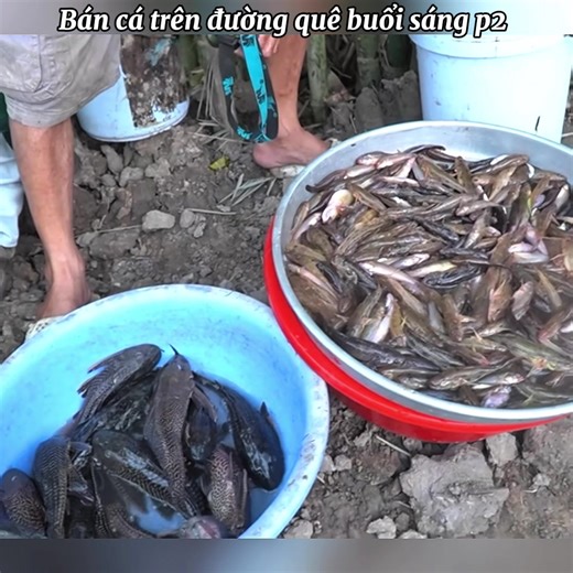 Bán cá trên đường quê buổi sáng p2. #netque #nauan #monandanda #amthucmientay #monanmientay