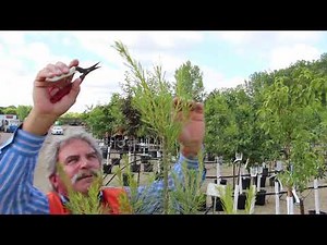 Mickman Brothers: How to Prune Your Pine Trees