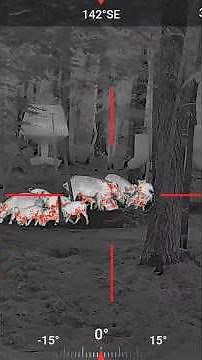 Louisiana Thermal Hog Hunt | 4 Feral Hogs Dropped!