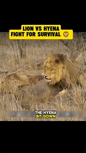 4.3K views · 63 reactions | No Escape: Hyenas’ Hunting Secrets Revealed  | The Real Kings of the Savanna #lionvshyenas | Amazing Interesting Facts | Facebook