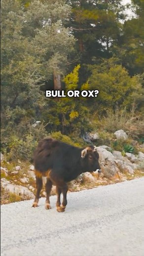 Bull vs Ox Quick Facts Unveiled