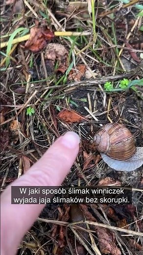 If you eliminate grape snails, you will have more snails without shells