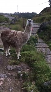 Grumpy Llama Spits on Person