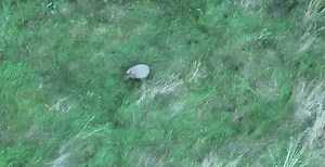 After Escaping From Zoo, Capybara Is Living Her Best Life In Wild