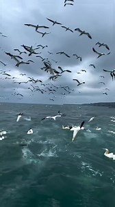 Dive into Majesty: The Northern Gannet, King of the Coastal Skies! #NorthernGannet #BirdWatchers #WildlifeReels #OceanBirds #NatureLovers #BirdingAdventures" | Creature Trending