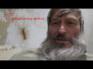 Сороконожка. 2025