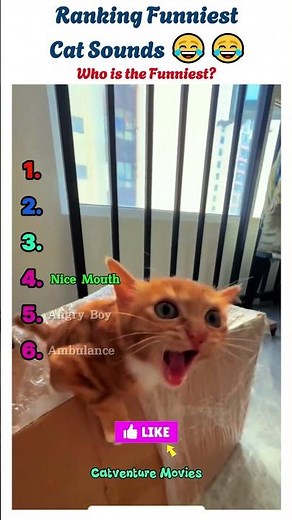 Ranking Funniest Cat Sounds That Don't Sound Real! 😹🔊 #shorts
