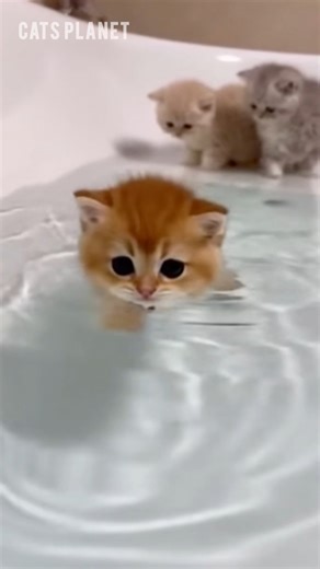 32K views · 938 reactions | She’s learning 﫶 #cats #cute | Cats Planet | Facebook