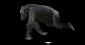 Ape Chimp Chimpanzee Running Isolated Cyclic Stock Footage Video (100% Royalty-free) 12893753 | Shutterstock