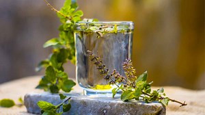 Tulsi For Health: Expert Lists Benefits Of Consuming Tulsi Leaves Water Every Morning