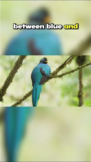 Top Ten Birds with the Most Beautiful Feathers: Resplendent Quetzal