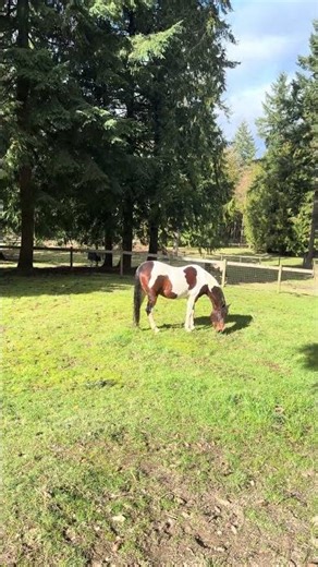 OG Mare loving the PNW Sun! #shorts