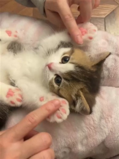 so cute #catsoftiktok #fyp #kitten #foryou #cutecat #kittensoftiktok #kitty #cute #petsoftiktok #kittens #kucing #cat #pet